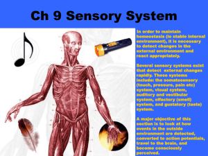 Ch 9 Sensory System