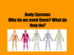 Body Systems Why do we need them? What do they do?