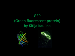 GFP (Green fluorescent protein)