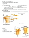 Ch 5 - whsanatomy