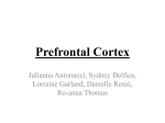 Prefrontal Cortex