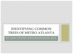 IDENTIFYING Common Trees of METRO ATLANTA