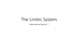 The Limbic System