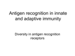 Antigen recognition in innate and adaptive immunity