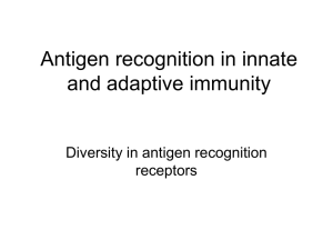 Antigen recognition in innate and adaptive immunity