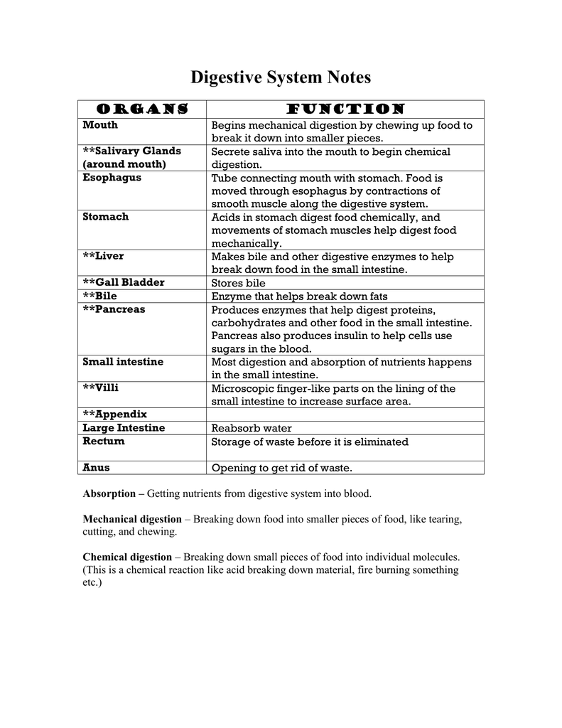 Digestive System Notes Digestive System Notes