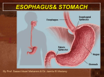 L1-Esophagus and stomach2014-11-16 00:5710.6 MB