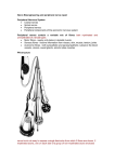 Nerve Bioengineering