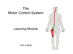 The Motor System