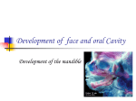 Development of the mandible