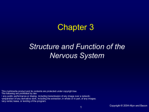 Structure and Function of the Nervous System