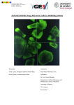 Anti-microtubule drugs kill cancer cells by inhibiting mitosis