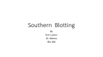 Southern Blotting
