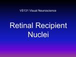 Retinal Nuclei