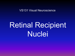 Retinal Nuclei