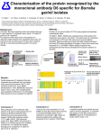 Characterization of the protein recognized by the monoclonal