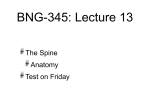 BNG-345: Lecture 13 The Spine Anatomy Test on Friday Learning