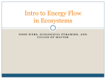 Intro to Energy Flow in Ecosystems