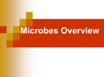 Microbes Overview