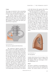 Chapter 2 / The Thoracic Cavity