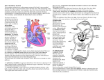 Circulatory System summary