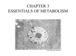 CHAPTER 3 ESSENTIALS OF METABOLISM