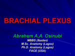 brachial plexus