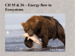 Energy flow in ecosystems