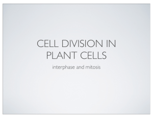 Plant Cell Mitosis