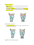 Membranes of the Larynx: Extrinsic membranes connect the
