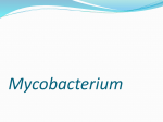 Mycobacterium