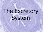 The Excretory System