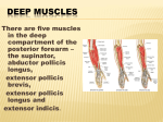 Muscles of the posterior forearm