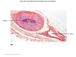 Figure 18.1b Generalized structure of arteries, veins, and capillaries.