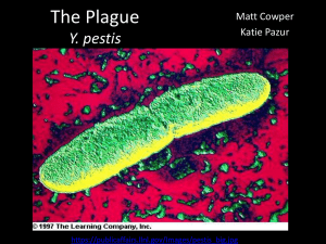 The Plague