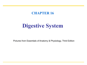 CHAPTER 16 Digestive System