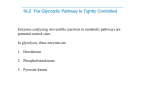 Lecture_5_Control_of_glycolysis
