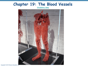 Blood Vessels