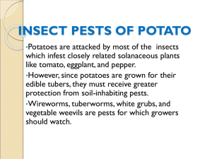 insect pests of potato