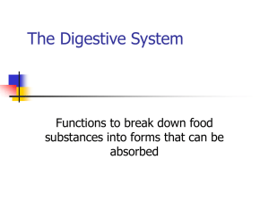 The Digestive System