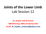 Joints of the Lower Limb Lab Session 12