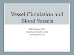 Lec. 6 - Blood Vesse..