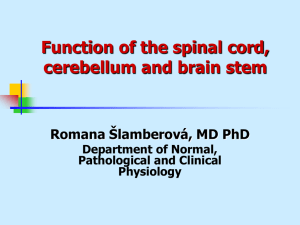 Function of the spinal cord, cerebellum and brain stem
