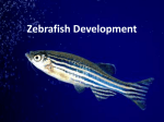 Zebrafish Development