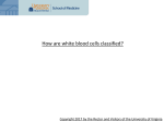 How are white blood cells classified?