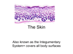 The Skin