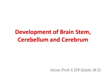 Development of brain stem and cerebellum