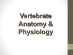 11. Vertebrate Anatomy and Physiology