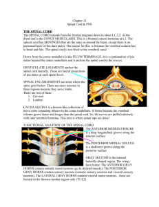 THE SPINAL CORD - Straight A Nursing Student