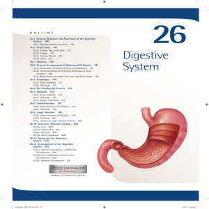 26. Digestive System